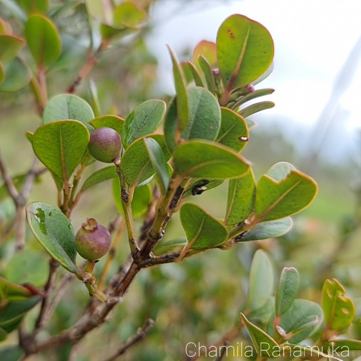 Syzygium oliganthum Thwaites